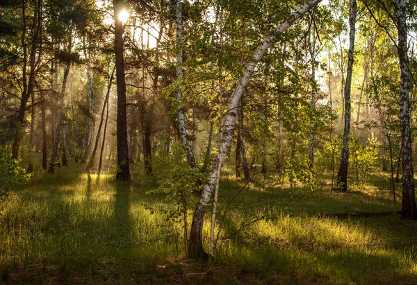 Morning. The sun rises. The forest is bathed in sunshine. A pleasant walk in nature.