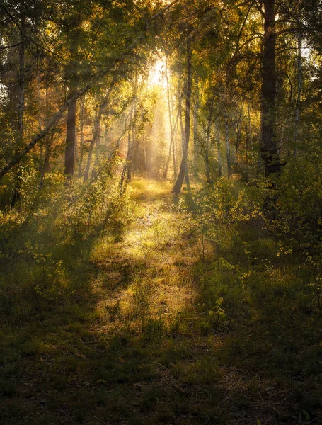 Ochtend Zon Opkomt Het Bos Badend Zonneschijn Een Aangename Wandeling — Stockfoto