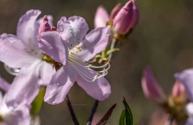 Azalea. Kenevir familyasının pembe, beyaz, sarı ya da kırmızı çiçekli süslü çalıları..