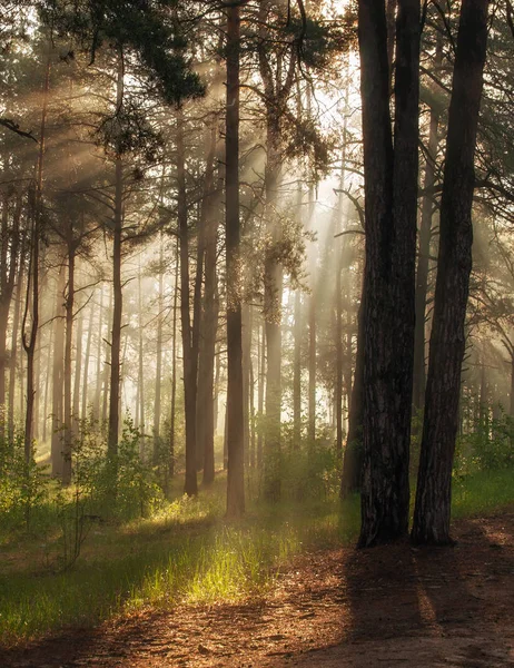 Morning. Walk in the woods. Sun rays.