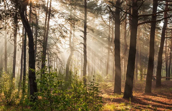 Доброе Утро Прогулка Лесу Солнечные Лучи — стоковое фото