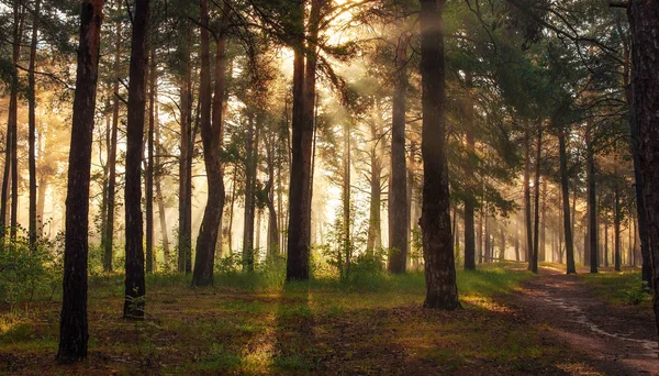 Sabah Ormanda Yürümek Güneş Işınları — Stok fotoğraf