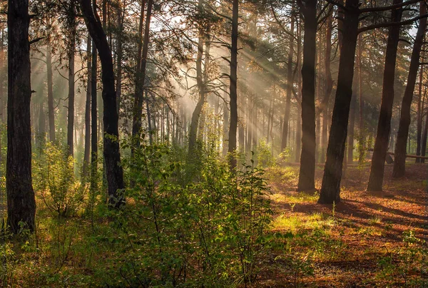 Bom Dia Caminhe Floresta Raios Solares — Fotografia de Stock