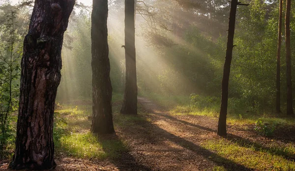 Morgon Skogen Solens Strålar — Stockfoto