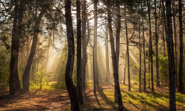 Morgon Skogen Solens Strålar — Stockfoto