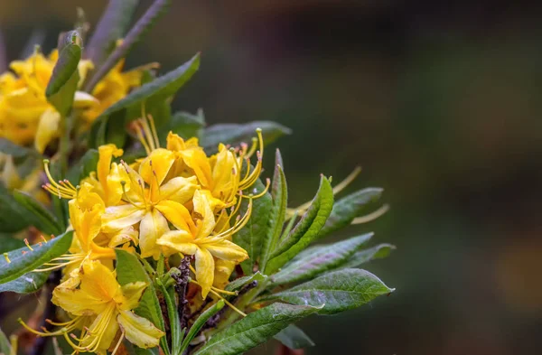 Azalea. Ornamental shrub plant of the heather family with pink, white, yellow or red flowers.