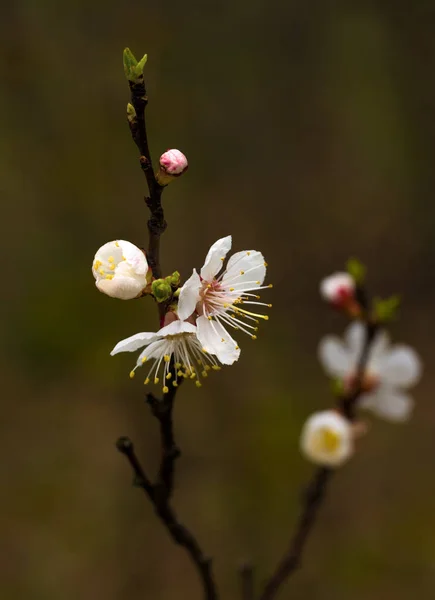 Primavera Flores Flores Árboles Frutales — Foto de Stock