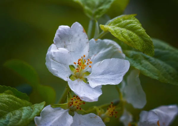 Tavaszi Virágok Gyümölcsfák Virágai — Stock Fotó