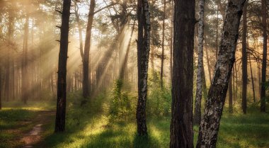 Sabah. Ormanda yürümek. Güneş ışınları.