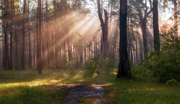 Morgon Skogen Solens Strålar — Stockfoto