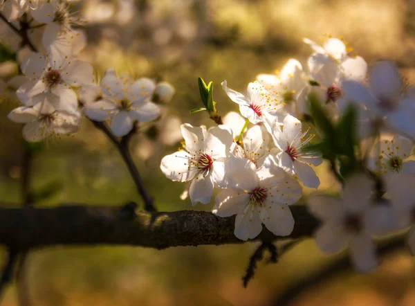 Tavaszi Virágok Gyümölcsfák Virágai — Stock Fotó