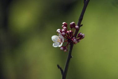 Çiçek açan meyve meyveleri ağaçları. Bahar.
