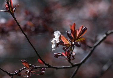 Çiçek açan meyve meyveleri ağaçları. Bahar.