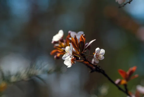 Virágzás Gyümölcs Bogyó Fák Tavaszi — Stock Fotó