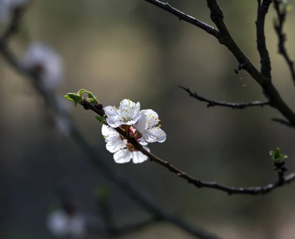 Bayas Frutales Florecientes Primavera —  Fotos de Stock