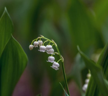 Vadideki zambak. Güzel kokulu beyaz çan çiçekli bitki. Bahar.