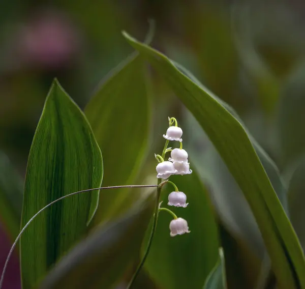 Лилии Долины Трава Ароматными Белыми Колокольчиками Весна — стоковое фото