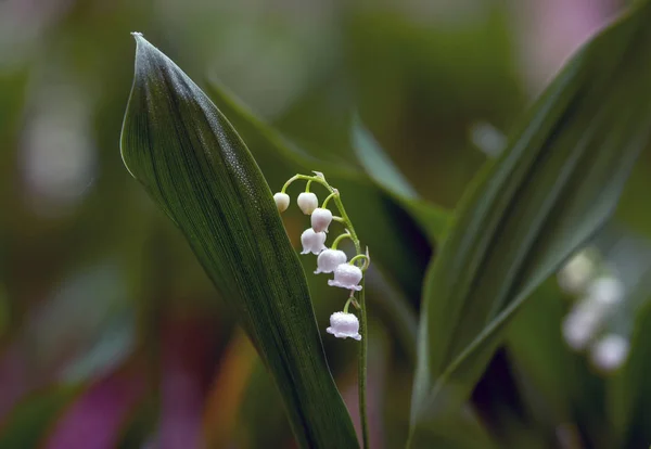 Lírios Vale Erva Com Flores Sinos Brancos Fragrantes Primavera — Fotografia de Stock