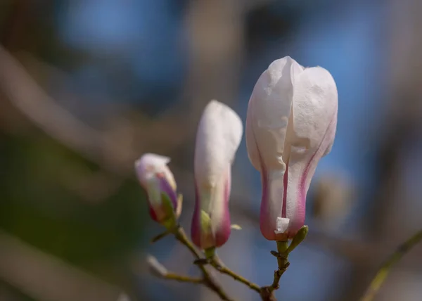 Μανόλια Φλάουερς Magnolia Είναι Ένα Γένος Ανθοφόρων Φυτών Της Οικογένειας — Φωτογραφία Αρχείου