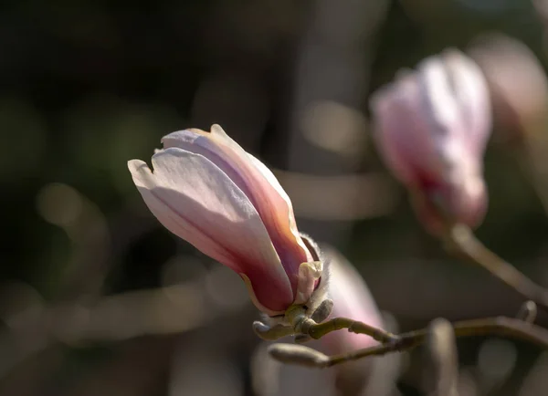Magnolia Flowers. Magnolia is a genus of flowering plants of the Magnolia family, containing about 240 species.