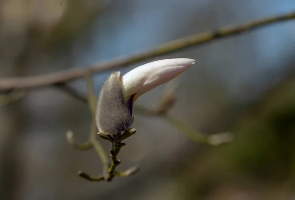 Magnolia Kwiaty Magnolia Jest Rodzajem Roślin Kwitnących Rodziny Magnolia Zawierającym — Zdjęcie stockowe