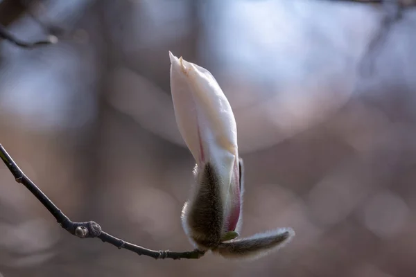 Μανόλια Φλάουερς Magnolia Είναι Ένα Γένος Ανθοφόρων Φυτών Της Οικογένειας — Φωτογραφία Αρχείου