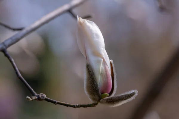Magnolia Flowers Magnolia Género Botânico Pertencente Família Magnolia — Fotografia de Stock