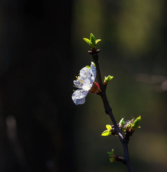 Florescimento Árvores Frutíferas Primavera — Fotografia de Stock