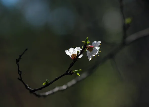 Virágzás Gyümölcs Bogyó Fák Tavaszi — Stock Fotó