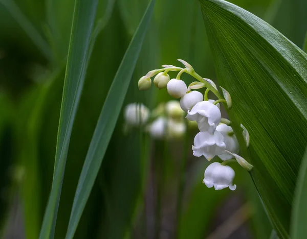 Gigli Della Valle Erba Con Profumati Fiori Campane Bianche Primavera — Foto Stock