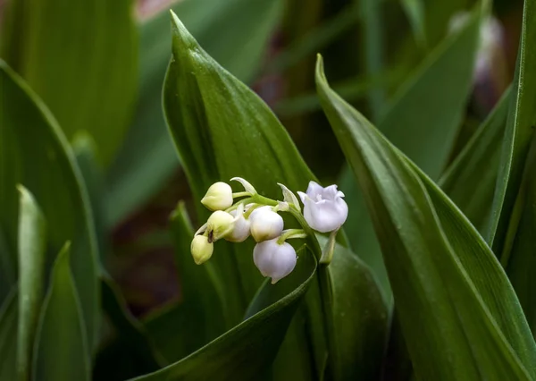 Lelies Van Vallei Kruid Met Geurige Witte Klokken Bloemen Lente — Stockfoto