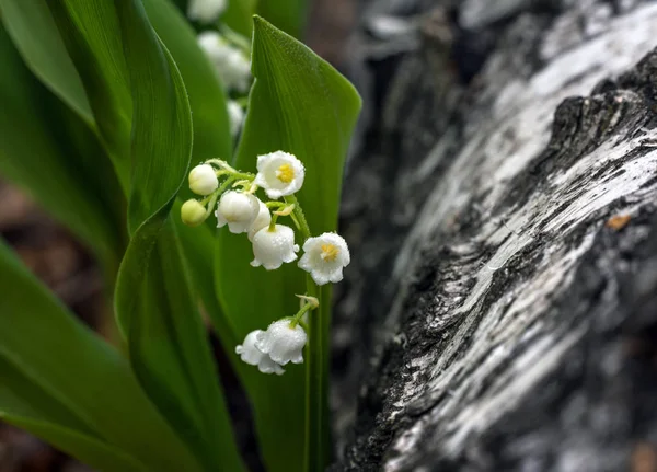 Lirios Del Valle Hierba Con Flores Fragantes Campanas Blancas Primavera — Foto de Stock