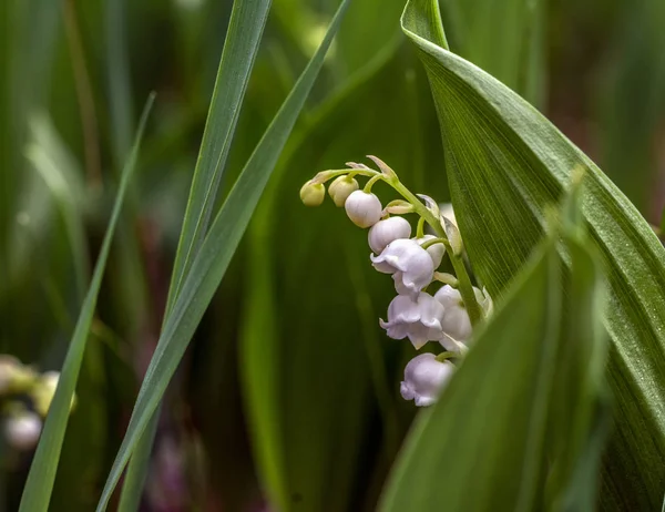 Lírios Vale Erva Com Flores Sinos Brancos Fragrantes Primavera — Fotografia de Stock