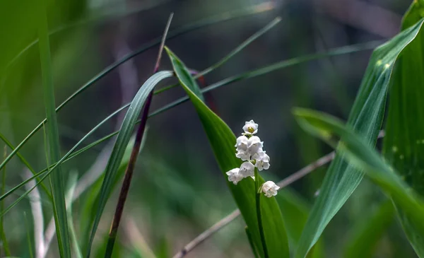Vadideki Zambak Güzel Kokulu Beyaz Çan Çiçekli Bitki Bahar — Stok fotoğraf