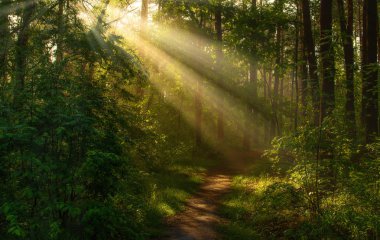 Sabah. Ormanda yürümek. Güneş ışınları.