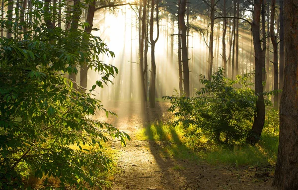 Morgon Skogen Solens Strålar — Stockfoto