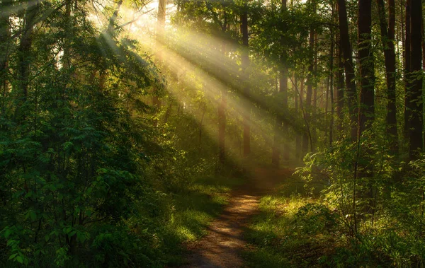 森の中を歩きます 太陽光線 — ストック写真