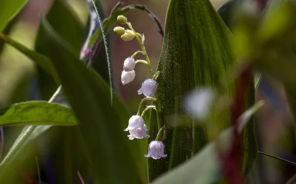 谷のユリ香りの良い白い鐘の花とハーブ 露が落ちる朝 — ストック写真