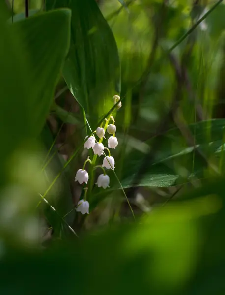 Lirios Del Valle Hierba Con Flores Fragantes Campanas Blancas Rocía —  Fotos de Stock