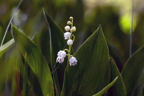 Lelies Van Vallei Kruid Met Geurende Witte Klokken Bloemen Dauw — Stockfoto