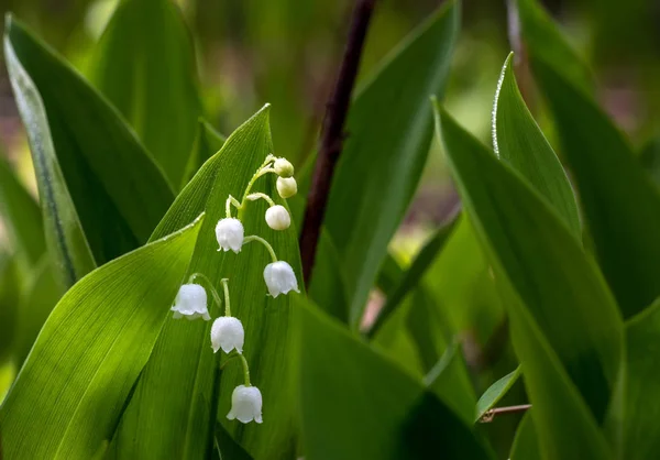 Lírios Vale Erva Com Flores Sinos Brancos Fragrantes Orvalho Cai — Fotografia de Stock