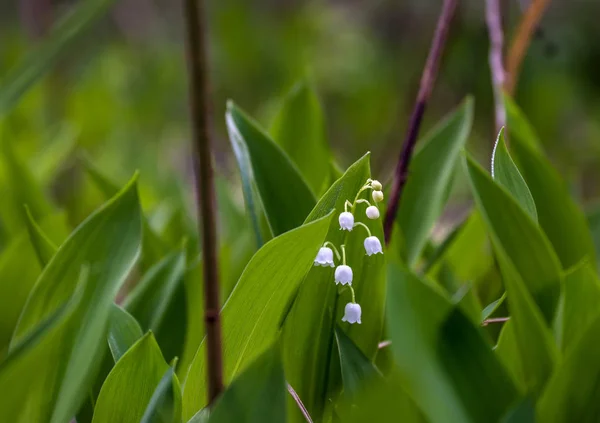 Lilie Údolí Herb Vonným Bílým Rolničkama Kapky Rosy Ráno Jaro — Stock fotografie