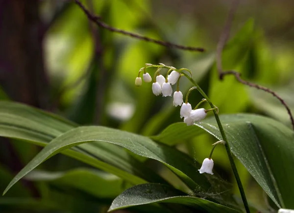Lírios Vale Erva Com Flores Sinos Brancos Fragrantes Orvalho Cai — Fotografia de Stock