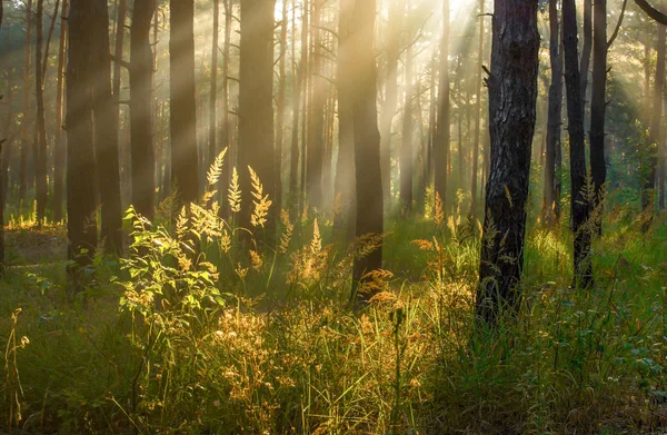 Paisagem Bom Dia Atravessa Floresta Raios Solares — Fotografia de Stock