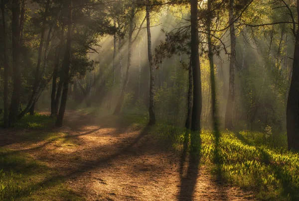 Krajobraz Rano Spacer Lesie Promienie Słoneczne — Zdjęcie stockowe