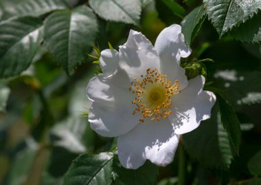 Gül-türünün kolektif adı ve cins Kuşburnu temsilcileri çeşitleri