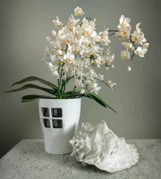 Still Life Orchid Shell — Stock Photo, Image