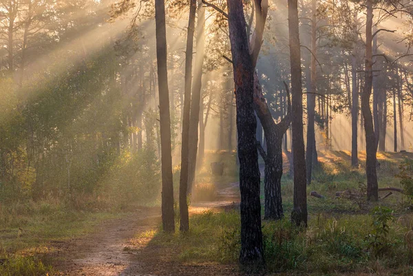 Landscape. Morning. Walk through the woods. Sun rays.