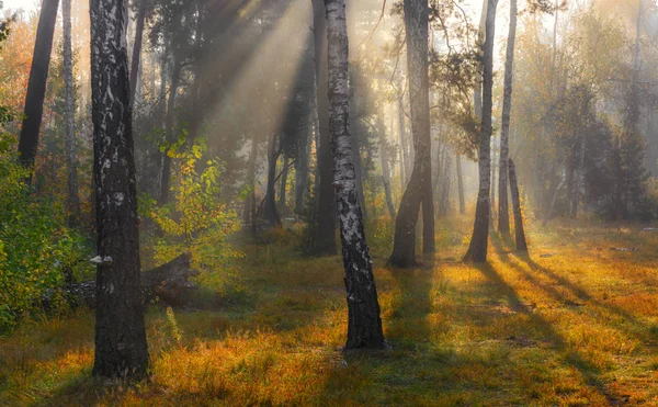 Paisagem Bom Dia Atravessa Floresta Raios Solares — Fotografia de Stock