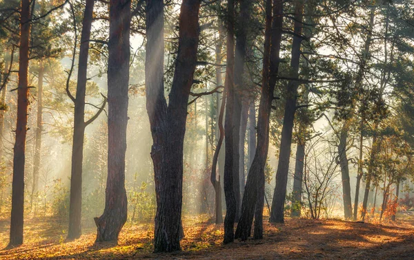 Manzara Sabah Ormanda Yürü Güneş Işınları — Stok fotoğraf